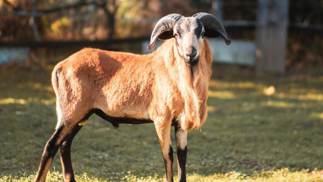 Ferienhof Gruene Kuh Elsteraue Bagian luar foto