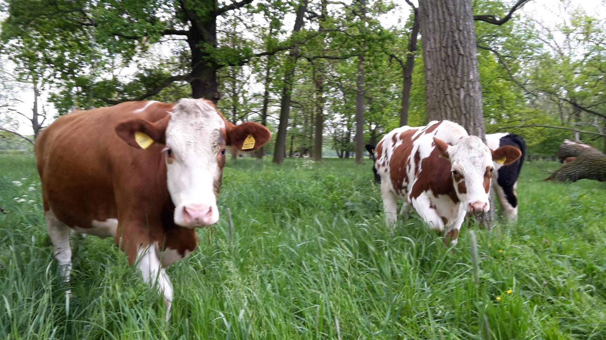 Ferienhof Gruene Kuh Elsteraue Bagian luar foto