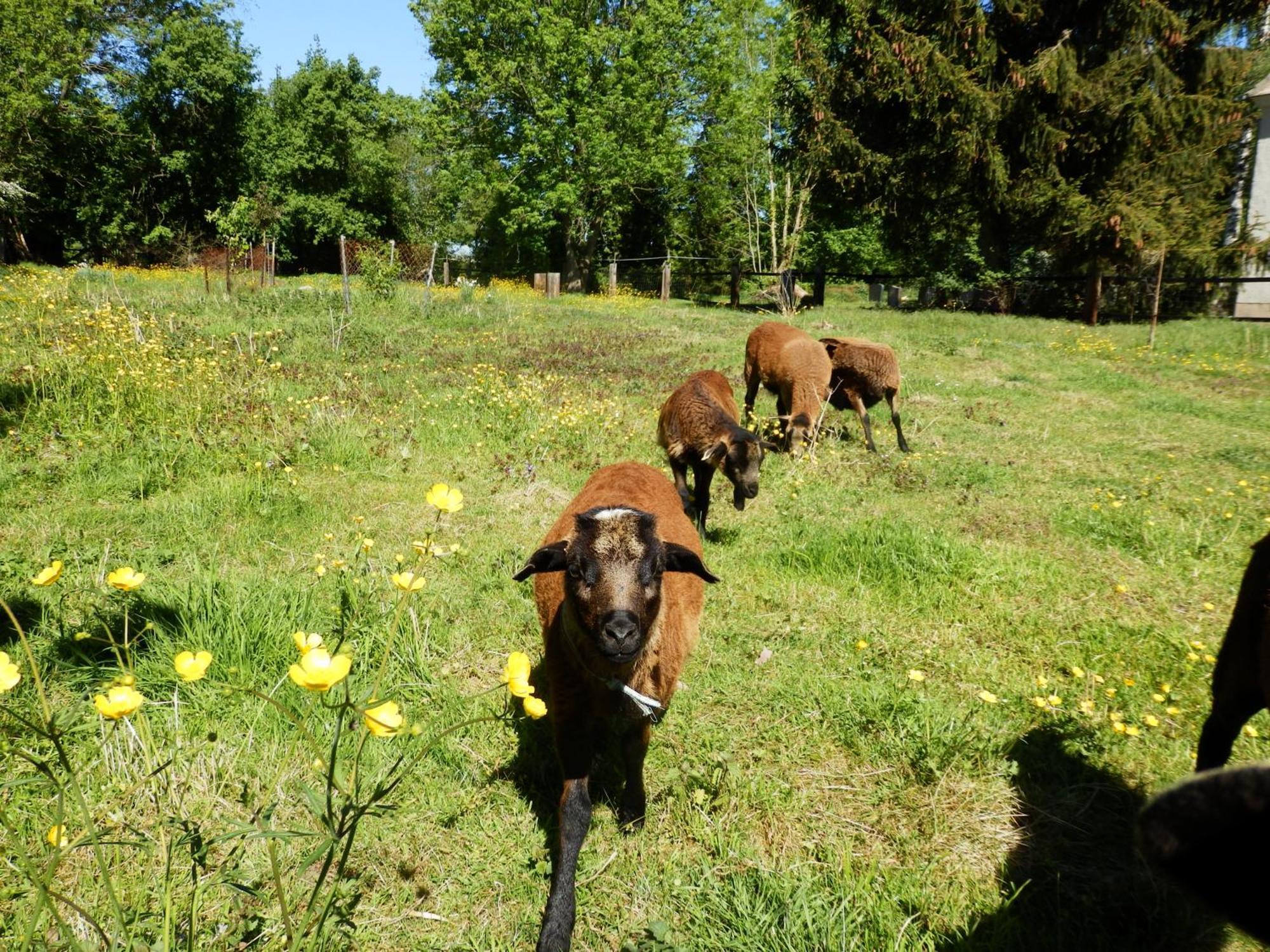 Ferienhof Gruene Kuh Elsteraue Bagian luar foto
